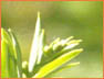 RCLeaves