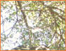 RCTree