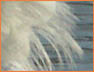 Bird1