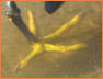 Bird2