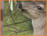 Deer Eat