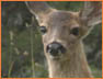 Deer Look1