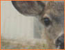 Deer Look2
