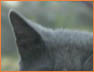 Dru Ear1