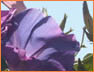 purple flowers