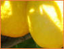 Lemons