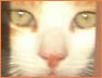Evil Cat1