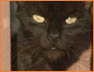 Evil Cats1