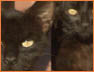 Evil Cats2