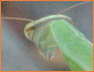 Mantis
