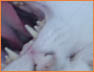 RAR