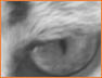 Scoots Eye