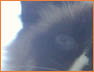 Siamese