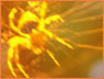 Golden Spider