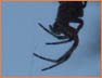 Creepy Spider