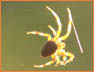 Spiderweb1