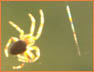 SpiderWeb2