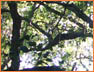 Oak Tree1