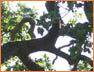Oak Tree2
