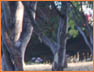 Park Trees