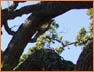 Oak Tree3
