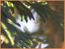 Pine Leaves