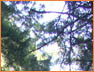 Park Forest