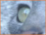 Zippy Look